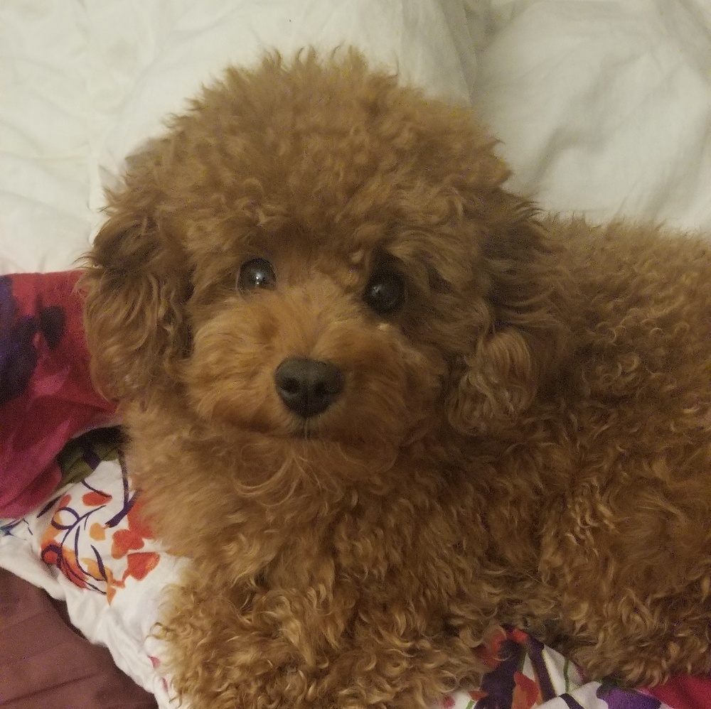 Meet your Posher, Reshma